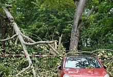 Autoschaden durch umgest&uuml;rzten Baum - Soeren Stache/dpa/dpa-tmn