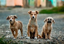 Insbesondere Hunde m&uuml;ssen bei Hitze hier und da aufs Gassigehen verzichten. - Symbolfoto Pixabay