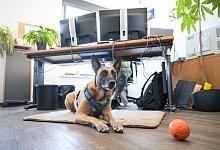 Ein Hund vor einem Schreibtisch - Oliver Dietze/dpa/dpa-tmn