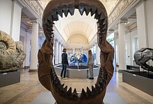 Megalodon - Christoph Schmidt/dpa