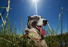 Die Sch&auml;ferhund-Huskie-Mischlings-Dame Queen sitzt in einem Feld und genie&szlig;t das sch&ouml;ne Wetter. Hunde hecheln, um sich abzuk&uuml;hlen. - picture alliance