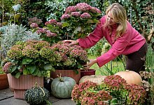 Herbstliche Deko mit Hortensien und Kürbissen - Magical Hydrangea/dpa-tmn