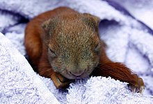 Ber&uuml;hrungen sind erlaubt - Foto: Ursula Bauer/Aktion Tier/dpa-tmn
