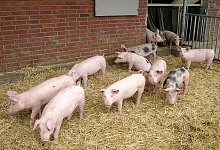 Hohenloher Landschweine - Foto: BESH/B&auml;uerlichen Erzeugergemeinschaft Schw&auml;bisch Hall/dpa