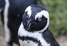 Brillenpinguin - Foto: Kira Hofmann/dpa-Zentralbild/dpa