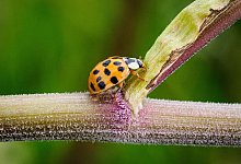 Marienk&auml;fer - Foto: Soeren Stache/dpa-Zentralvild/dpa