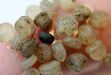 Mikroplastik - Foto: Bernd W&uuml;stneck/dpa-Zentralbild/dpa