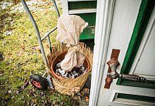 Winterquartier für Kübelpflanzen - Christin Klose/dpa-tmn