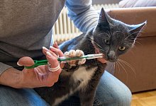 Wurmkur f&uuml;r eine Katze - Foto: Christin Klose/dpa-tmn