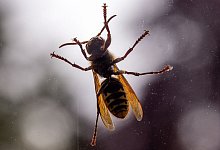 Eine Hornisse an einer Scheibe - Jens B&uuml;ttner/dpa/dpa-tmn