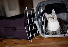 Katze sitzt in einer Transportbox - Silvia Marks/dpa-tmn