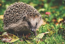 Igel - Symbolfoto: Pixabay