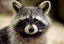 Waschb&auml;r im Garten - Foto: Fredrik von Erichsen/dpa/dpa-tmn