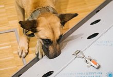 Der belgische Sch&auml;ferhund Filou schn&uuml;ffelt in der Tier&auml;rztlichen Hochschule (TiHo) an einer Trainingsmaschine f&uuml;r Corona-Sp&uuml;rhunde. - Ole Spata/dpa