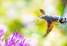 Taubenschw&auml;nzchen - Will Hawkes/University of Exeter/dpa