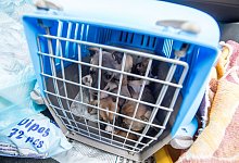 Eingesperrte Welpen - Foto: Armin Weigel/dpa