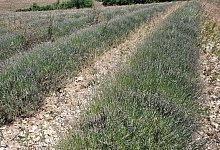 Lavendel - Alain Aubanel/dpa