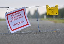 Afrikanische Schweinepest - Foto: Patrick Pleul/dpa-Zentralbild/dpa