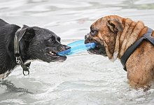 Zwei Hunde - Foto: Frank Rumpenhorst