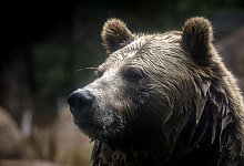 Grizzlyb&auml;r - Bront&euml; Wittpenn/San Francisco Chronicle via AP/dpa