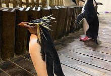 Pinguin - Foto: Nicole Macheroux-Denault/dpa