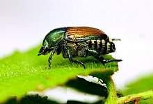 Japank&auml;fer - Foto: Olaf Zimmermann/LTZ Augustenberg/dpa