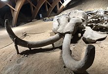 Mammutskelett - Foto: Boris Babic/dpa