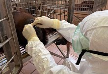 Corona-St&auml;bchentests bei Orang-Utans - Foto: Sabah Wildlife Department/dpa