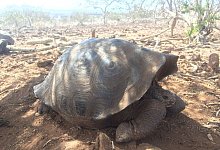 Neue Riesenschildkr&ouml;ten-Art - Foto: James Gibbs/Gal&aacute;pagos Conservancy/dpa