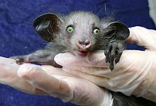 Fingertier im Frankfurter Zoo geboren - Foto: --/Zoo Frankfurt /dpa