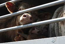 Tiertransport - Foto: Animal Welfare Foundation/dpa