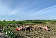 Schweine am Flughafen Schiphol - Foto: Amsterdam Airport Schiphol/dpa