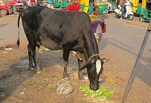 Kuh-Wissenschaft in Indien - Foto: Stefan Mauer/dpa