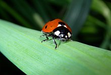 Marienk&auml;fer - Foto: Silke Heyer/dpa-tmn/dpa