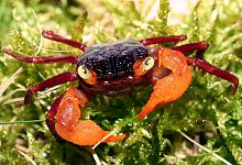 Landkrabbe - Foto: FLH/dpa-tmn