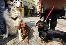 Dackelmuseum - Foto: Ute Wessels