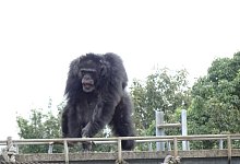Schimpansen bewegen sich rhythmisch zu Musik - Foto: Yuko Hattori/Kyoto University/dpa