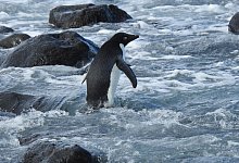 Pinguin aus der Antarktis schwimmt 3000 Kilometer nach Neuseeland - Foto: Allanah Purdie/AAP/dpa