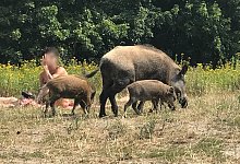 Besuch am Teufelssee - Foto: Fernando Gutierrez/dpa