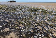 Tote Fische - Foto: Rainer Schulz/Schutzstation Wattenmeer/dpa/dpa