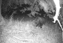 Eine Wildtierkamera hat im Landkreis Garmisch-Partenkirchen einen Braunb&auml;ren aufgenommen. - Privat/Landratsamt Garmisch-Partenkirchen/dpa