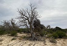 Insel Chrissi - Foto: -/Regionalverwaltung Kreta/dpa