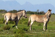 Zwei nahezu streifenlose Rau-Quaggas. Nach jahrzehntelangen Zuchtversuchen steht das Experiment des Quagga-Projekts in S&uuml;dafrika vor seinem erfolgreichen Abschluss. - Quagga Project/dpa