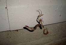 Spinnen fressen Schlangen - Foto: Julia Safer/Universit&auml;t Basel/dpa