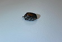 Japank&auml;fer - Foto: Stephan Ramin/Stadtg&auml;rtnerei Basel/dpa