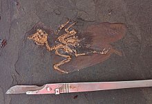 Fossil einer bisher unbekannten Vogelart - Foto: Senkenberg/dpa