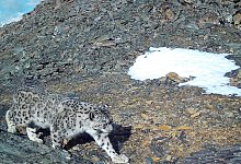 Schneeleopard - Foto: -/WWF/dpa