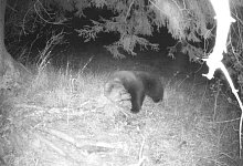 Braunb&auml;r - Foto: Privat/dpa