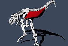 Tyrannosaurus rex ging etwas langsamer als ein Mensch - Foto: Pasha van Bijlert/dpa