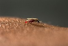 Gef&auml;hrliche Malariam&uuml;cke - Foto: Zorginbeeld/Radboud university medical center/dpa